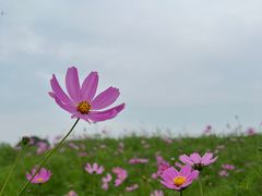 -西京湾花海