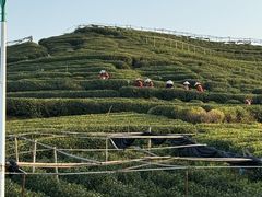 -龙坞茶村