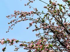-海棠花溪(元大都城垣遗址公园)