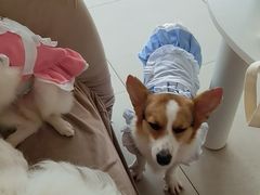 -怪兽屋·羊驼·猫咖·狗咖(俊华广场店)