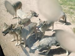 -鄂尔多斯野生动物园