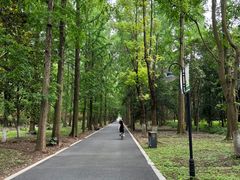 -东平国家森林公园