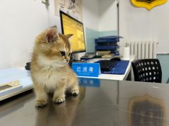 -特一安24小时宠物医院·骨科·中兽医