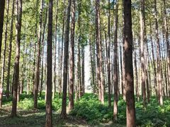 -黄海国家森林公园