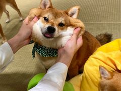 -逗柴咖啡屋·狗咖猫咖宠物桌游