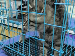 -美联众合动物医院·24h京西诊疗中心