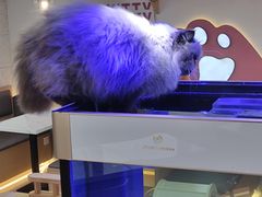 -喵园·猫主题咖啡厅·撸猫·猫咖(国贸店)