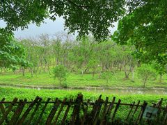 -华侨城湿地公园