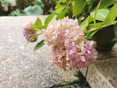 -莫催咖啡
