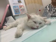 -宠福鑫康馨动物医院·骨科·眼科