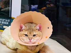 -伟伟宠物医院·CT影像中心·瑞派犬猫综合性门诊(汉口总院)