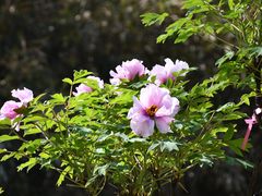 -国家植物园
