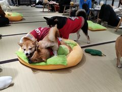 -逗柴咖啡屋·狗咖猫咖宠物桌游