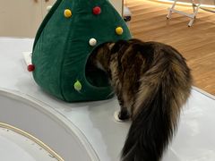 -COLOR PETS 撸猫馆·购猫·猫咖(长风大悦城店)