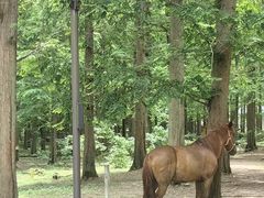 -东平国家森林公园