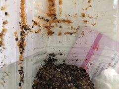 -猫街麻糍哥(思明南路店)