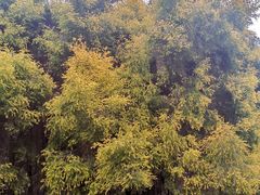 -白鹭湾湿地公园