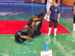 -烟台海昌鲸鲨海洋公园