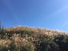 -军营村
