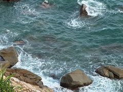 -广东惠东海龟国家级自然保护区