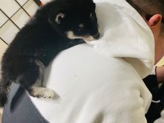 -逗柴咖啡屋·狗咖猫咖宠物桌游