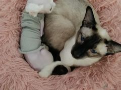 -喵的天空名猫咖啡馆·撸猫·猫舍·用品