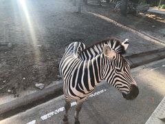 -清迈夜间动物园