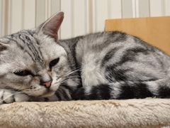 -猫小院猫主题咖啡厅(北锣店)