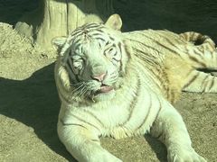 -北京野生动物园