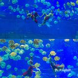 🐬逛浪漫海洋公园，看梦幻飞天游✨