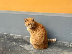 -龙华寺