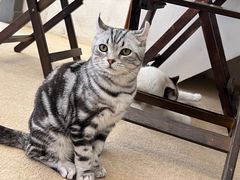 -猫友咖啡店(玉林西路店)