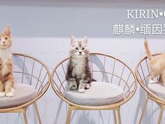 -70cat德文卷毛猫·缅因猫纯种猫舍
