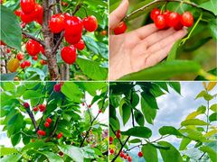 -樱桃山旅游景区