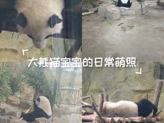 -都江堰中华大熊猫苑