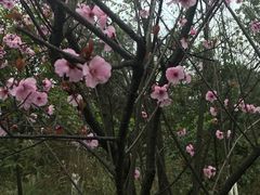 -铁山坪森林公园