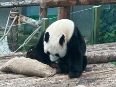 -大连森林动物园