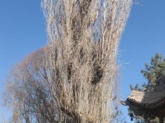 -张掖大佛寺景区