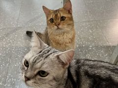 -共舞时光猫咖·狗咖(新街口店)