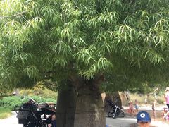 -墨尔本皇家植物园