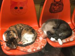 -猫咪博物馆(顶澳仔猫街店)