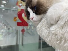 -爱洗澡的猫(天河路店)