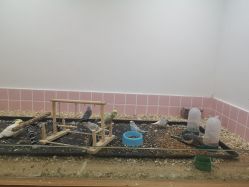 -Moni星球萌宠·小马宝莉·灵蛇·高端高阶全萌宠互动体验俱乐部(红豆国际广场店)