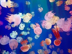 -成都浩海立方海洋公园