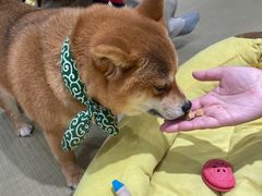 -逗柴咖啡屋·狗咖猫咖宠物桌游