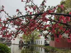 -石家庄市植物园