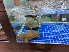 -丁老爷子苏香圆