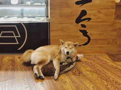 -柴务处·柴犬主题狗咖