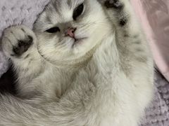 -东方名猫馆·英短金渐层布偶猫舍(环线广场1号楼店)