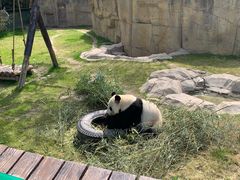 -上海野生动物园